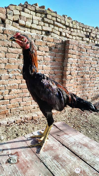 aseel patha for sale location sadiqabad 03048833957 what's app