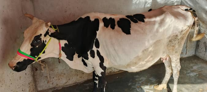 Friesian+Punjabi Cross Cow