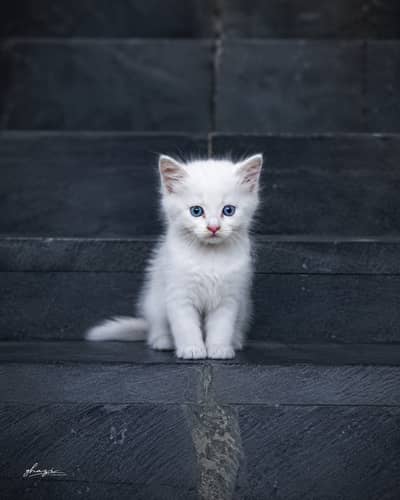 persian cat 2 colour eyes blue  and dark 