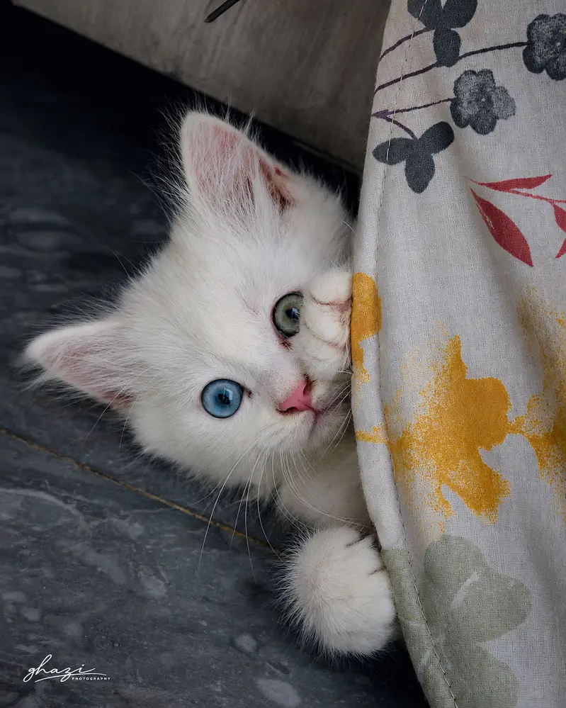 persian cat 2 colour eyes blue  and dark — photo 2