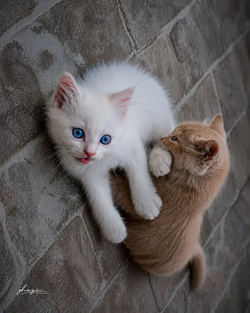 persian cat 2 colour eyes blue  and dark — photo 3