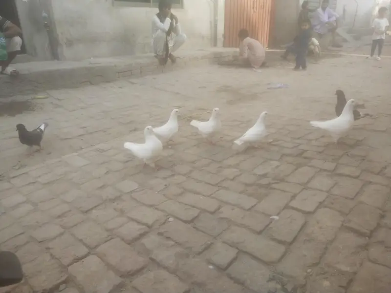 king Kabootar — photo 2
