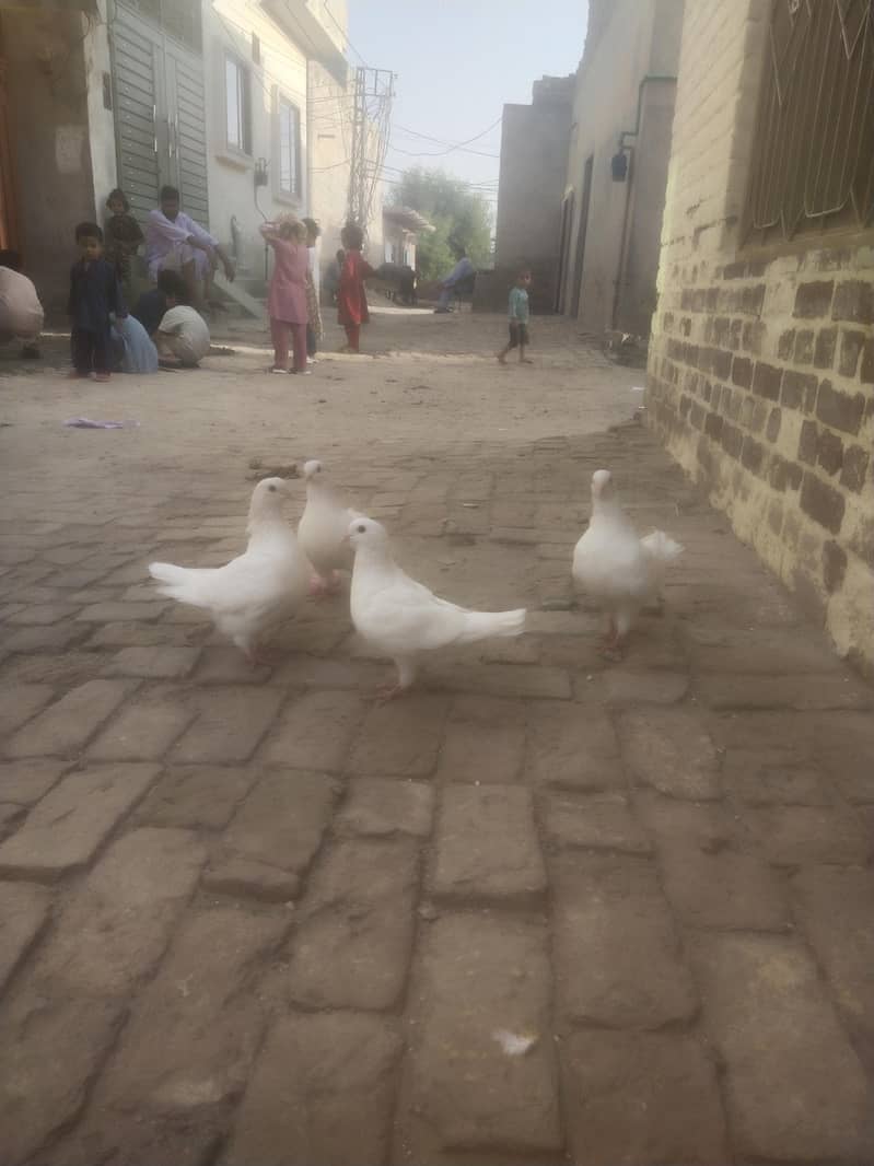 king Kabootar 2