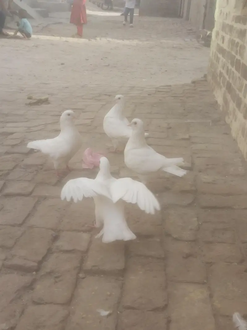 king Kabootar — photo 4