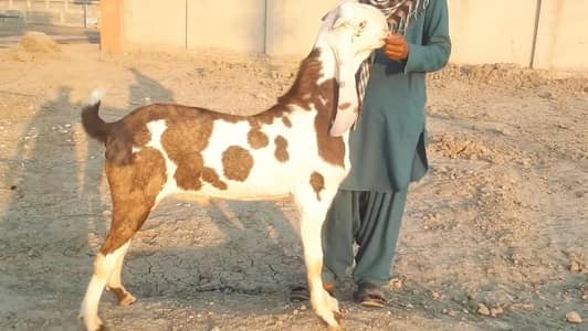 ghar mein paalne wala Bakra for sale _ 03488962669