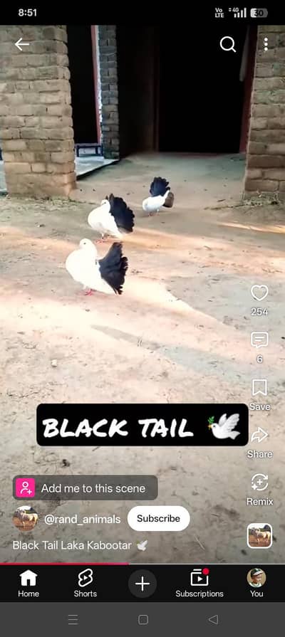 Balck tail lakha pifeion pair | lakha fantail kabooter breeder jora