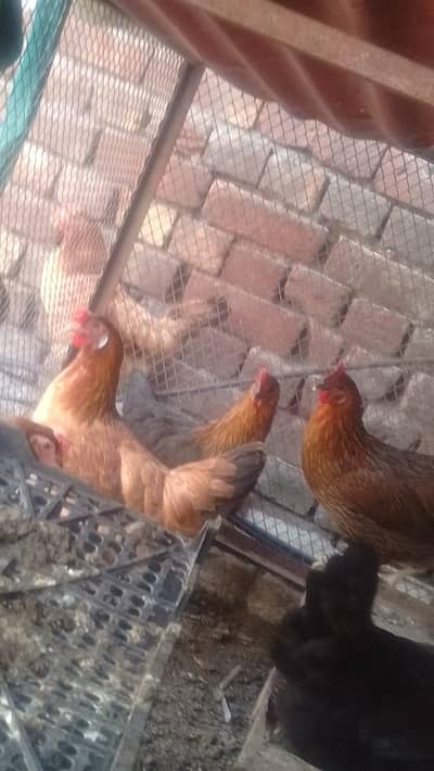 Ghar ki palli ha aik hfta huwa egg start kye