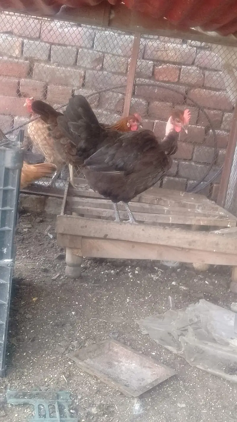 Ghar ki palli ha aik hfta huwa egg start kye — photo 2