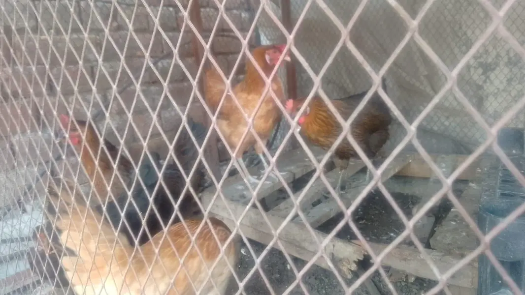 Ghar ki palli ha aik hfta huwa egg start kye — photo 3
