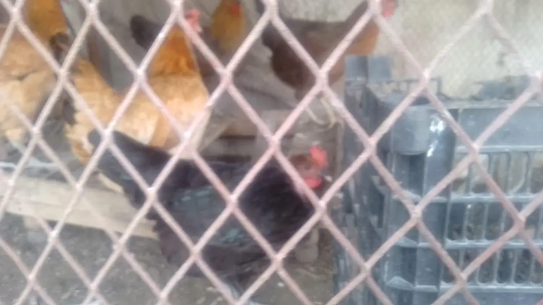 Ghar ki palli ha aik hfta huwa egg start kye — photo 4