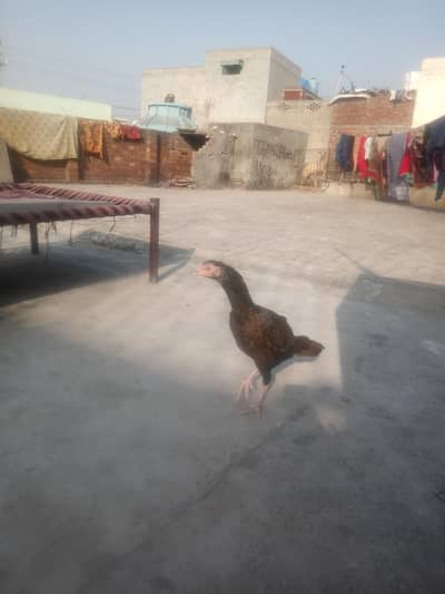 Aseel murgi for Sale