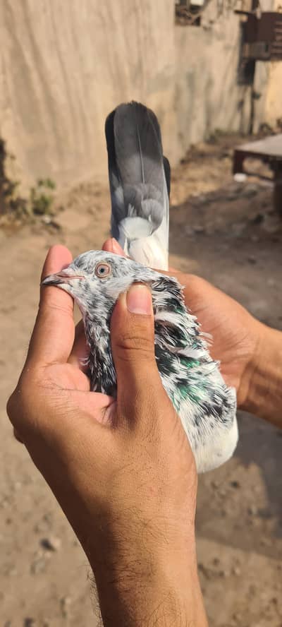 High quality breeder pair