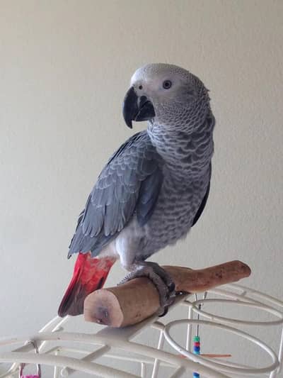 African Grey Tamed female