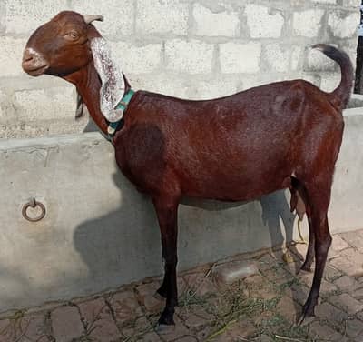 Fresh Delivered Goat with Female kid