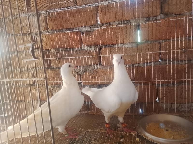 White Qasid 1