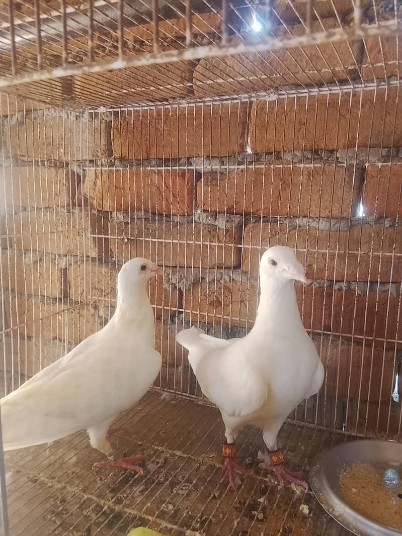 White Qasid 2