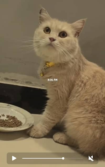Persian Cat Long tail beautiful well trained Female