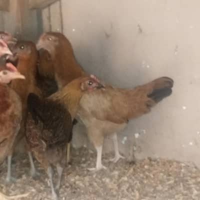 ghar ke murgiya 3 murge 12 murgiya umar 4 ma per kg 1350