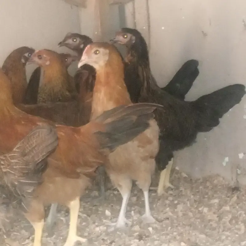 ghar ke murgiya 3 murge 12 murgiya umar 4 ma per kg 1350 — photo 2