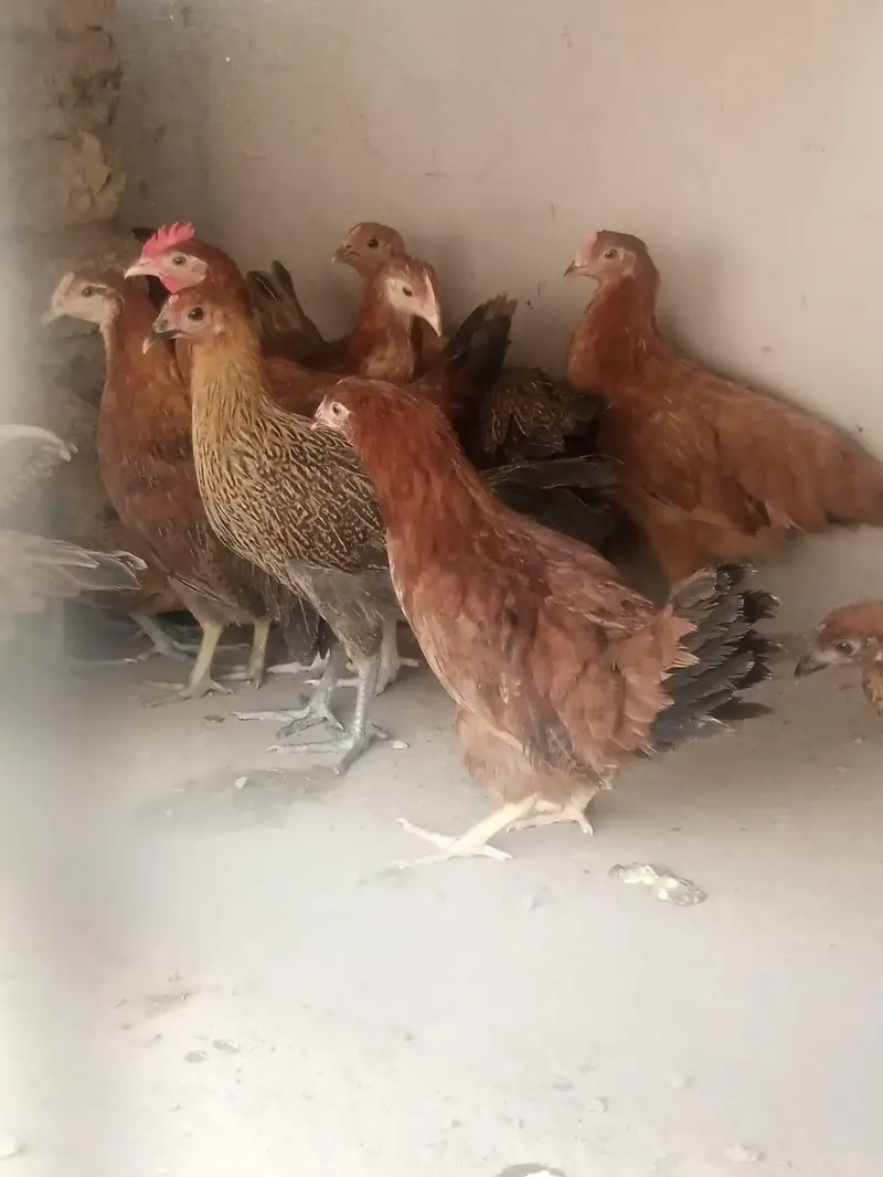ghar ke murgiya 3 murge 12 murgiya umar 4 ma per kg 1350 — photo 3