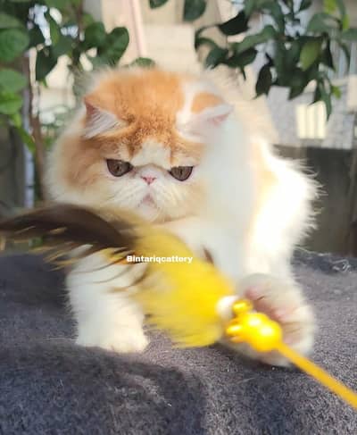 cfa registered peke face kitten