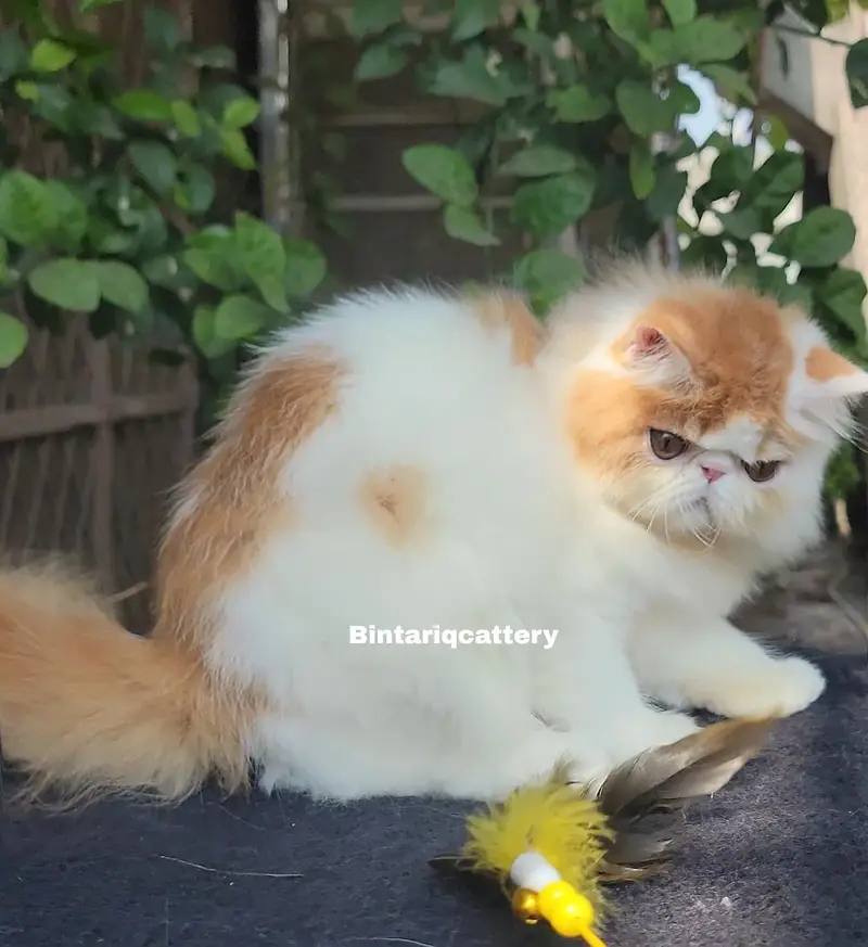 cfa registered peke face kitten — photo 2