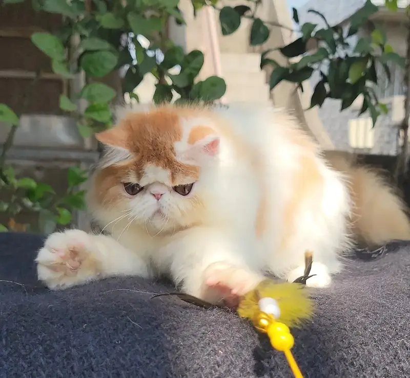 cfa registered peke face kitten — photo 3
