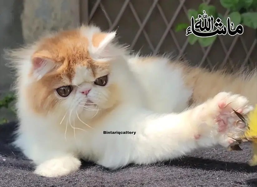 cfa registered peke face kitten — photo 4