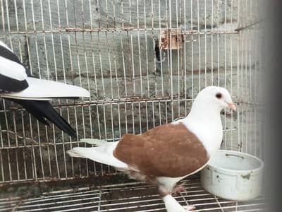 fancy pigeons