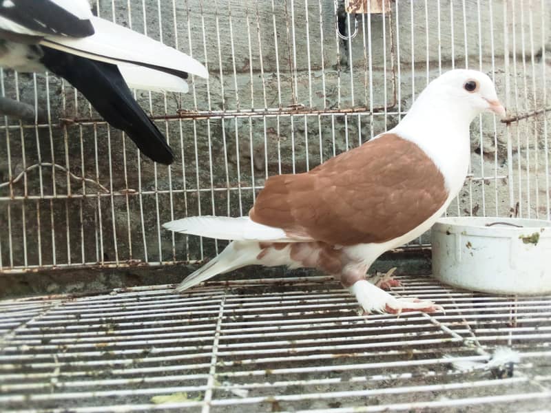 fancy pigeons 1