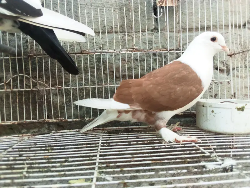 fancy pigeons — photo 2