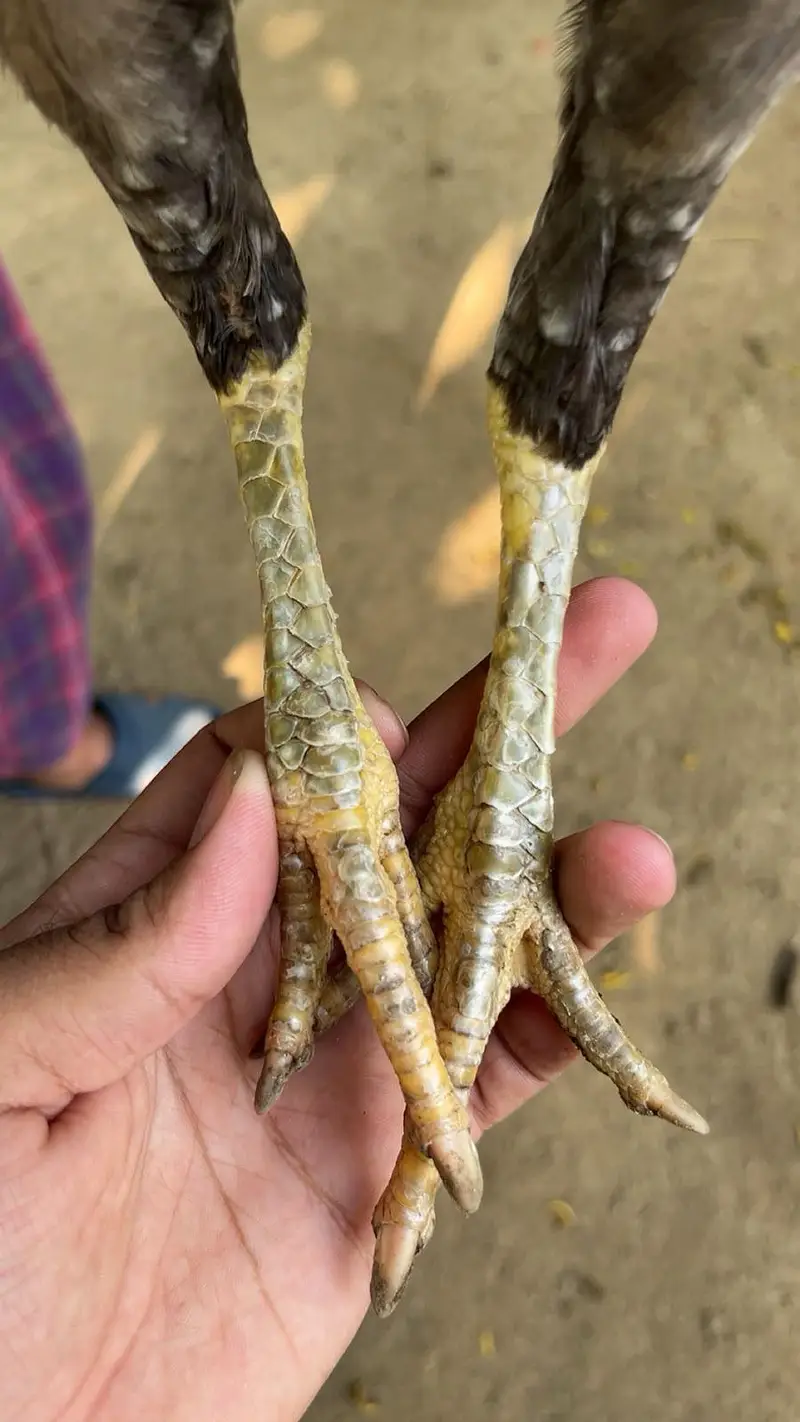 pure aseel miawali salighti or bhangum murgi — photo 3