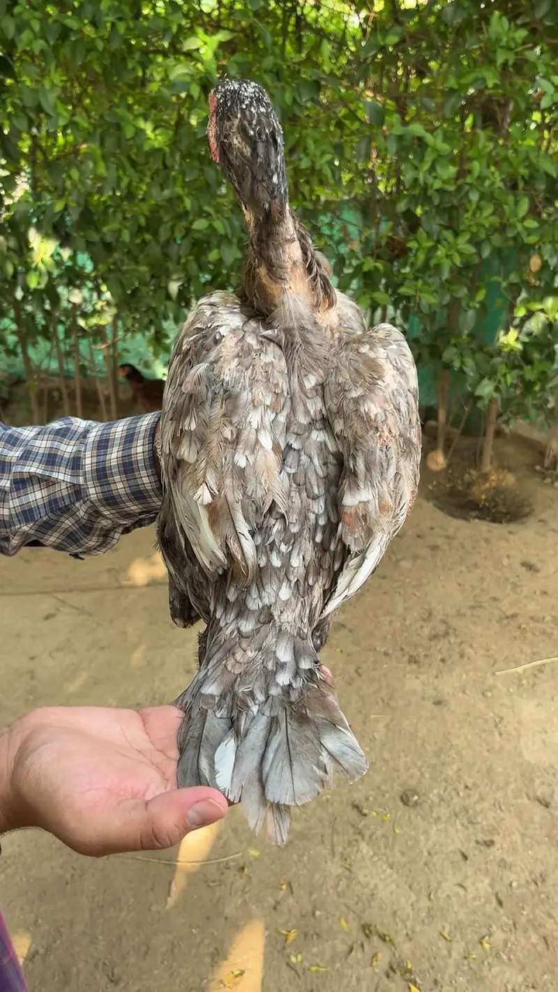 pure aseel miawali salighti or bhangum murgi — photo 4