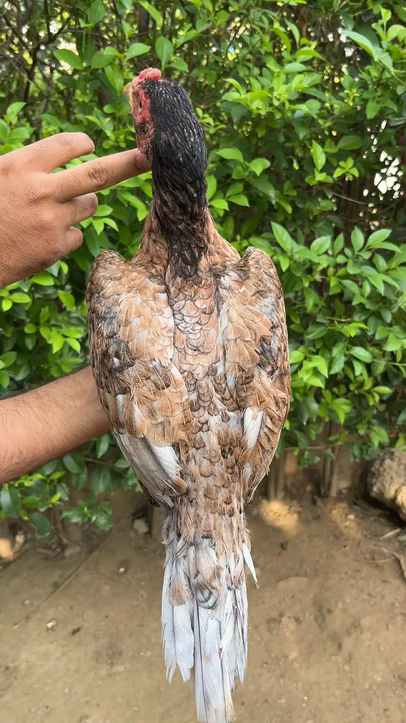 pure aseel miawali salighti or bhangum murgi — photo 7