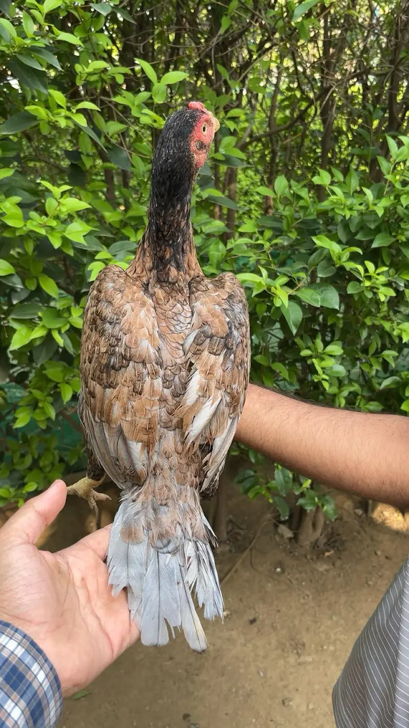pure aseel miawali salighti or bhangum murgi — photo 9