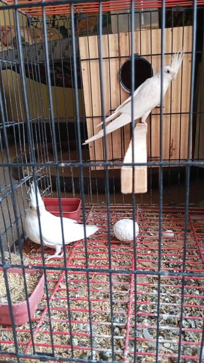 cockatiel breader pair for sale.