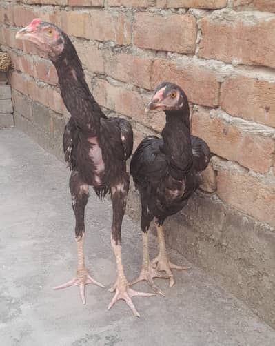 Aseel pair
