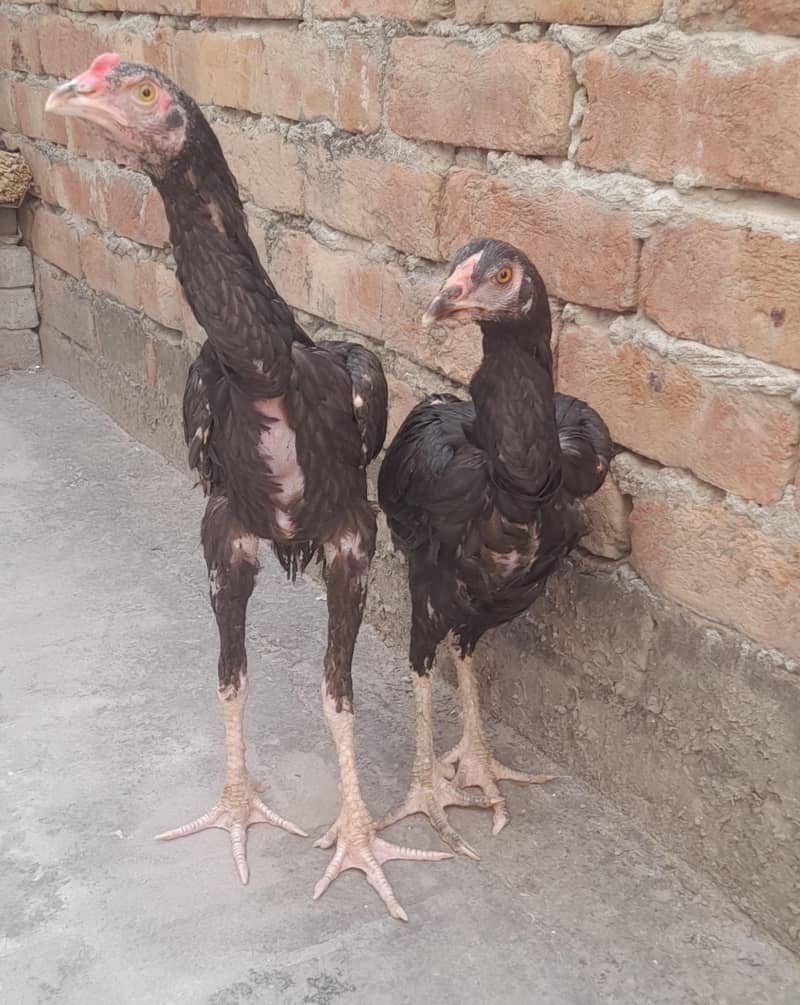 Aseel pair 0