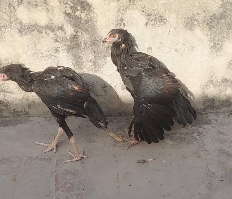 Aseel pair 2