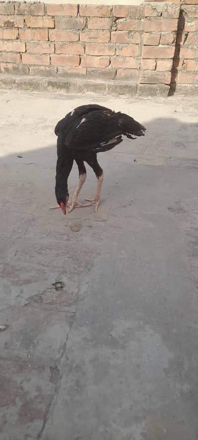Aseel hen