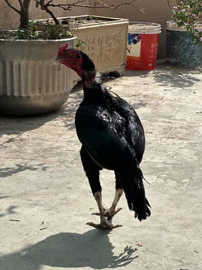 Aseel mushka lasani male