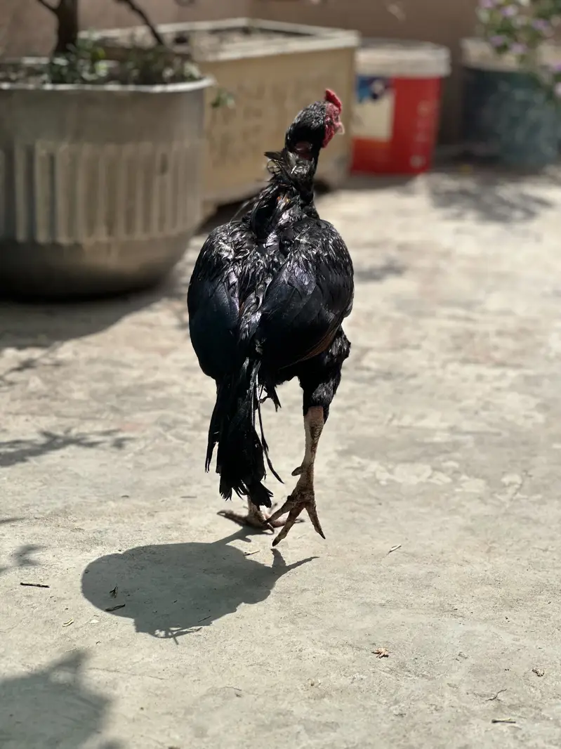 Aseel mushka lasani male — photo 2
