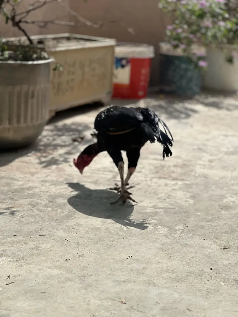 Aseel mushka lasani male — photo 3
