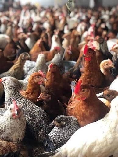 Near to egg laying starter hens 1300