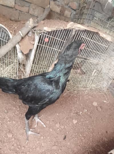 aseel female hen black shini colour