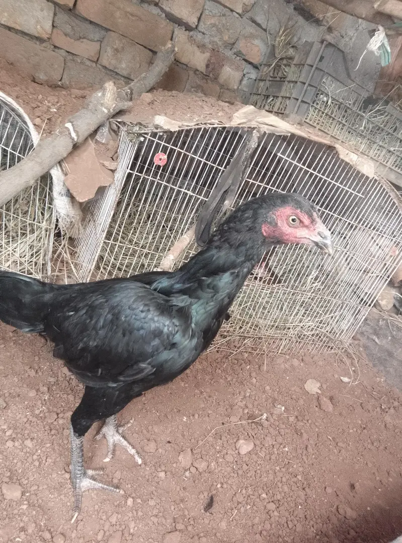 aseel female hen black shini colour — photo 2