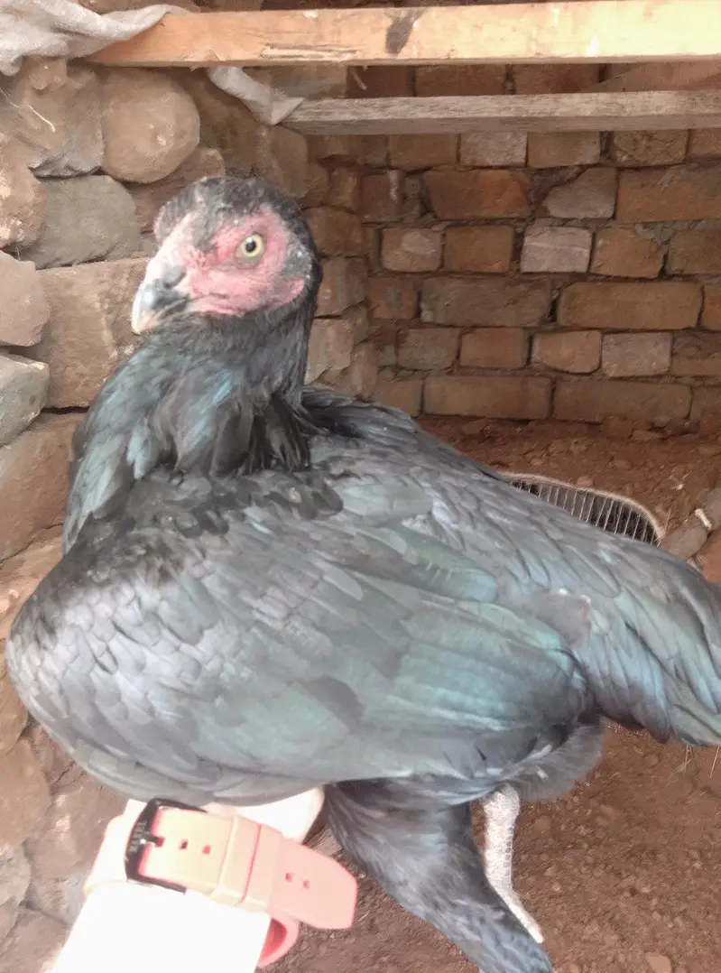 aseel female hen black shini colour — photo 3