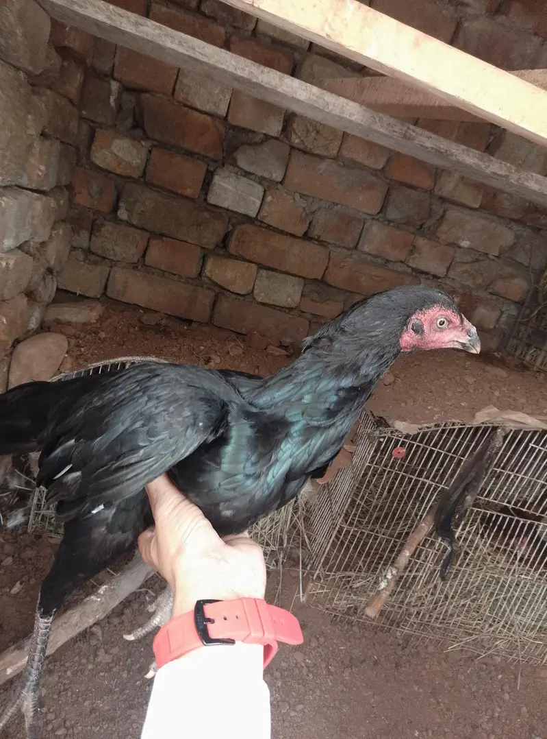 aseel female hen black shini colour — photo 4