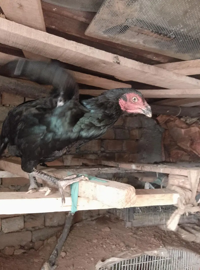 aseel female hen black shini colour — photo 5