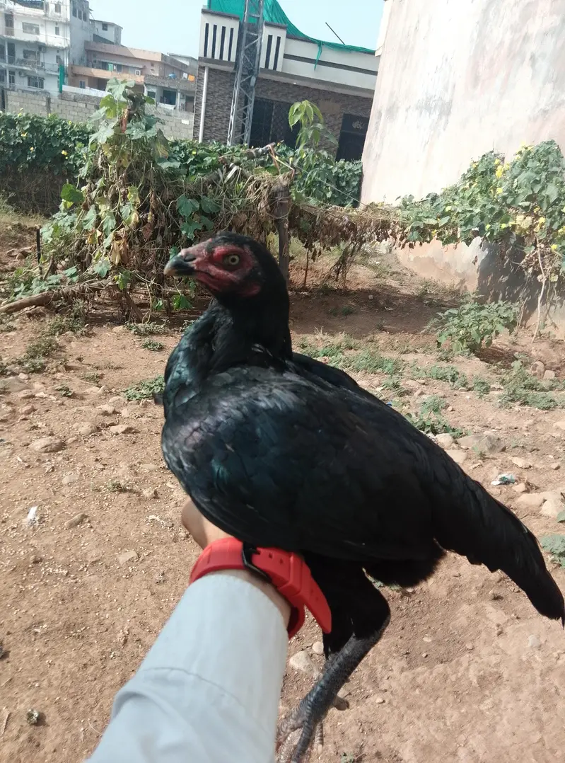 aseel female hen black shini colour — photo 6